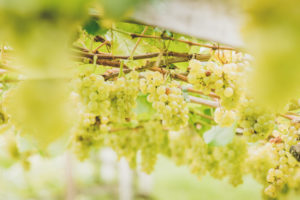 Weißer Wein - Ferienwohnungen Sinnergut in Nals, Südtirol